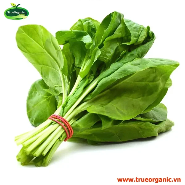 Cải bó xôi Org - Spinach Org