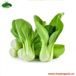 Cải thìa organic - Bokchoy Org