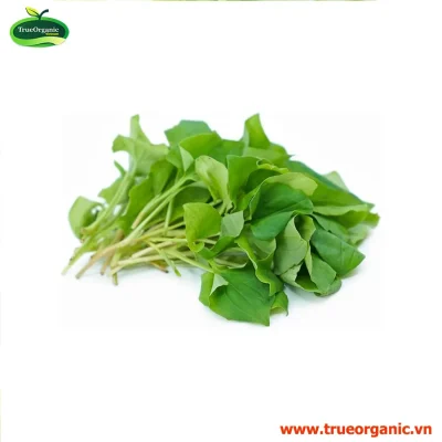 DIẾP CÁ HỮU CƠ 50g