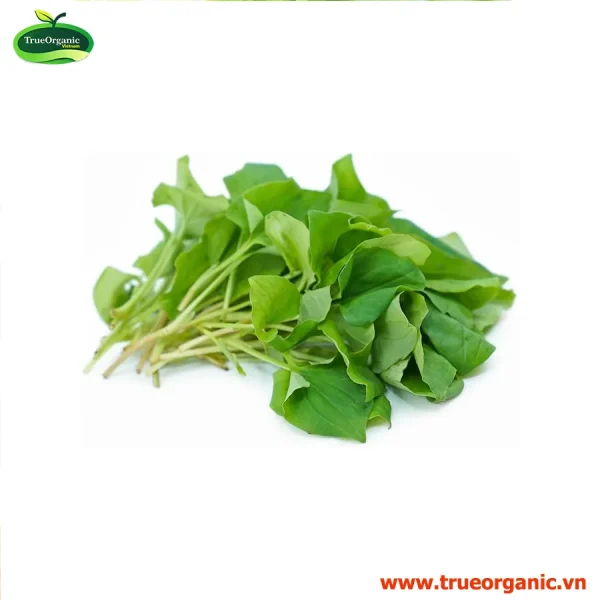 Diếp cá organic - Heartleaf Org