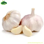 Tỏi nhánh organic - Garlic org